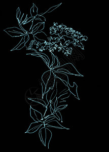 线条绘制一枝盛开的野葡萄黑白图画黑色背景植物草图图片