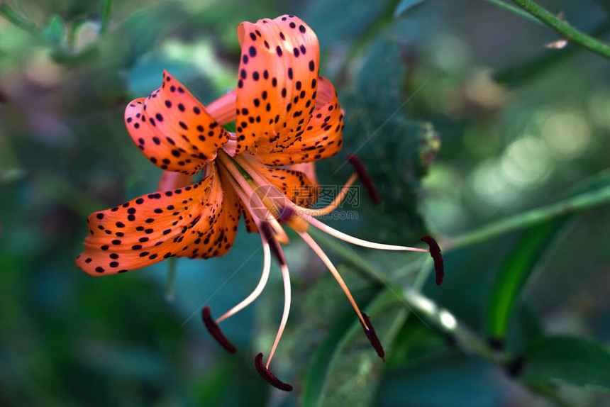 百合花在阳光下花园绿化的背景上呈红色夏季和秋季的背景花艺自然之美图片