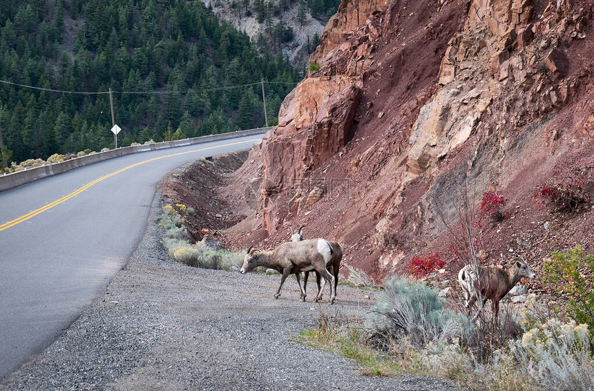 三只年轻的大角羊在红石脚沿沥青路行走图片