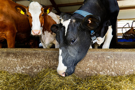 农场上的黑白奶牛在棚的马厩里吃干草奶牛场农业产农牧图片