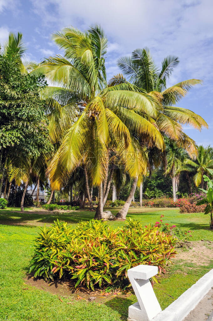 绿色热带棕榈树图片
