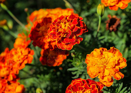 农村金盏花的美丽橙色和红色花朵特写图片