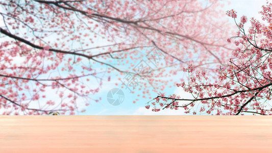 从柔软的粉红樱花朵中开花温背景图片