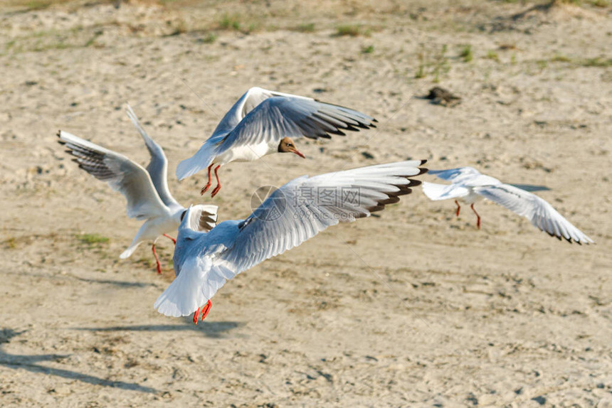 白海鸥在阳光明媚的沙滩上海图片