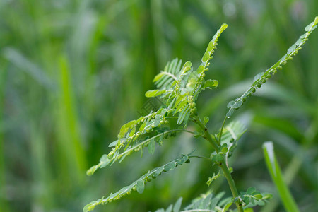 生长在野外的叶下珠植物图片