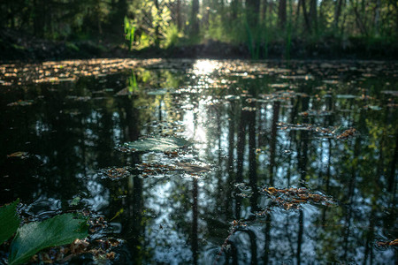公园池塘水中漂浮的树叶图片