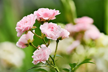 粉红色玫瑰花的美丽的枝子绿色花园背景图片