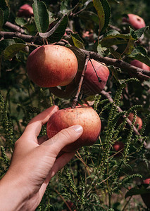 一个人用一只手从树上收集红苹果农业和园艺园丁在图片