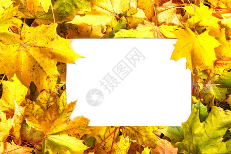 落叶白纸就躺在落叶上秋图片