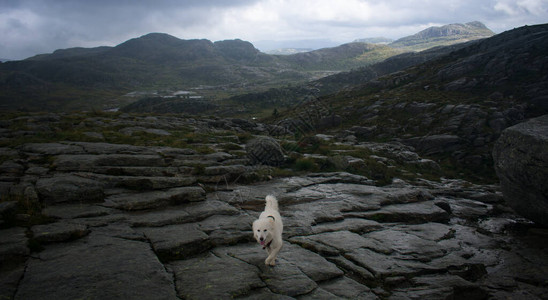 挪威斯塔万格附近的落岩轨上SamoyedH高清图片