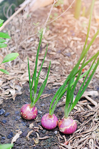 从土壤有机农业自然概念中生长的新鲜有机胡萝卜图片