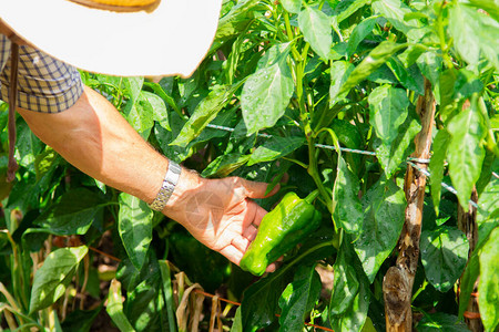 农民在菜园里照料辣椒植物图片
