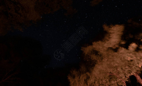 夜晚的星空在森林里背景图片