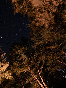 夜晚的星空在森林里图片