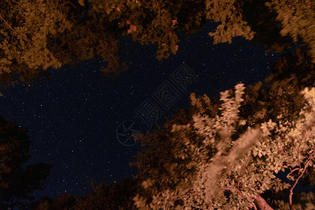 夜晚的星空在森林里背景图片