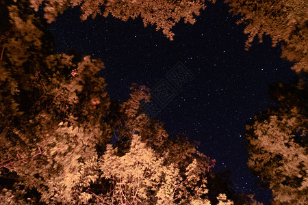 夜晚的星空在森林里背景图片