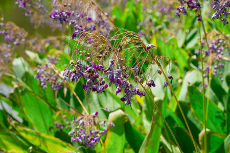 池塘边的紫芦花特写图片