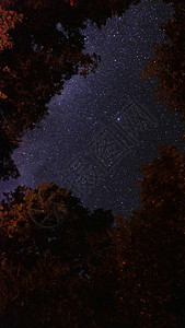美丽的银河夜晚的星空在森林里树梢伸长背景图片