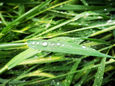 雨后有露珠的新鲜绿草图片