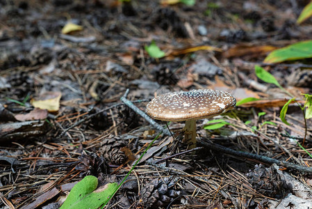 棕色蘑菇毒菌在森林里图片