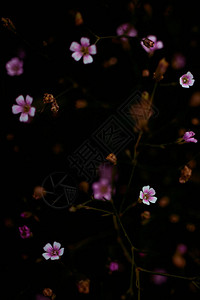 紫色和黄色小草地花朵图片