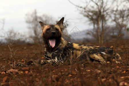 非洲野狗非洲狩猎或非洲彩绘或开普猎犬图片