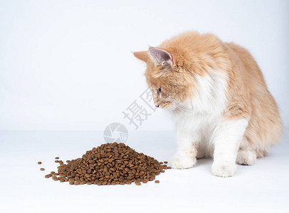 坐在地上一堆干猫食旁边的白姜麦当背景图片
