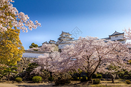 日本的樱花和姬路城图片