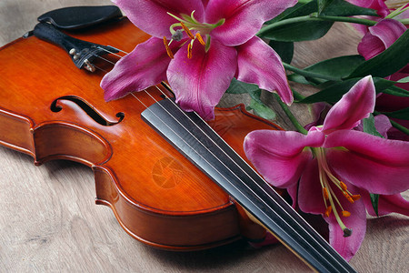 小提琴和小提琴木图片
