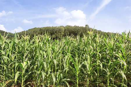 有蓝天的玉米农场图片
