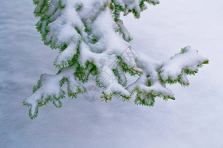 寒冷的冬季森林有雪覆盖的树木在户外图片