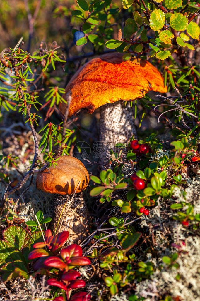 秋初在森林中采蘑菇图片