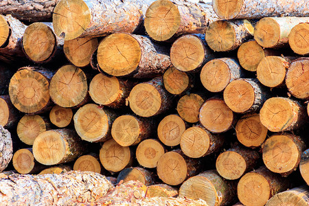 伐木业砍伐的堆积松树干图片