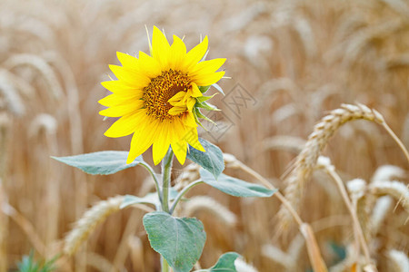 向日葵在小麦田里开出一朵鲜花明亮图片