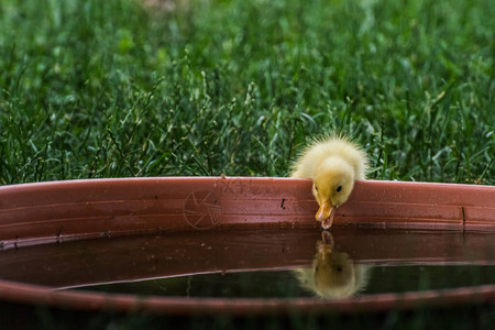 小黄鸭子看着一个水碗图片