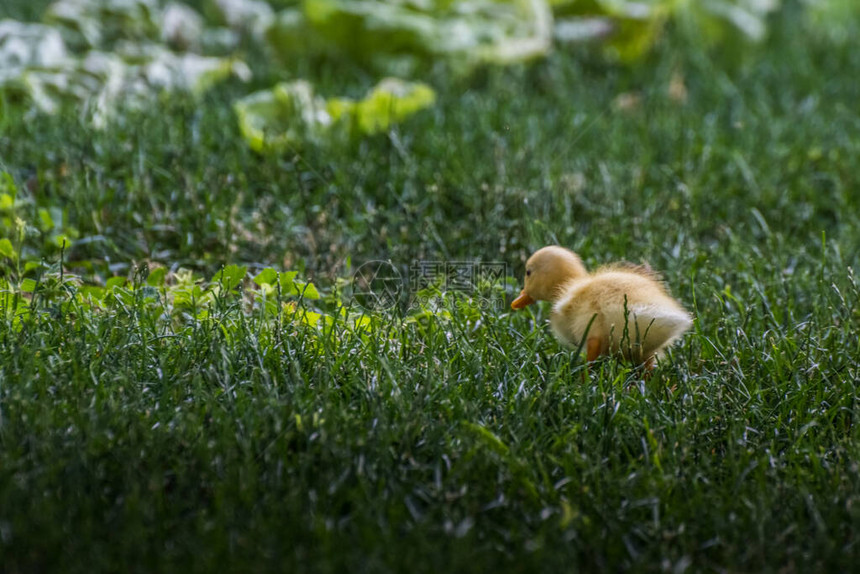 夏天小黄鸭在绿红草图片