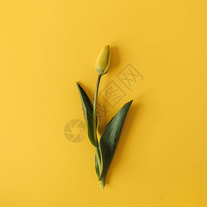 一朵黄色的郁金香花在黄色背景上平底图片