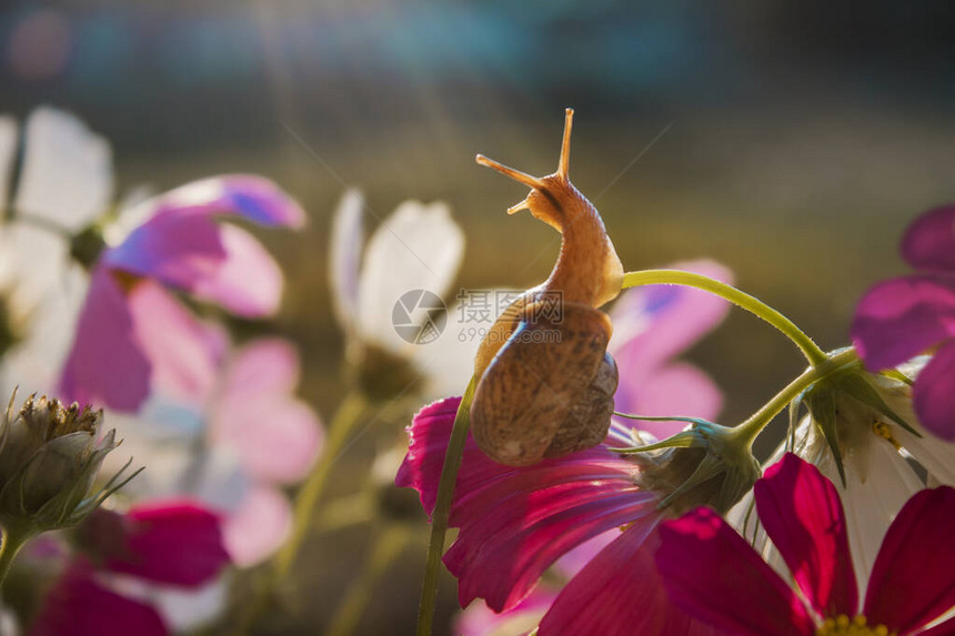 蜗牛爬上花看日出图片
