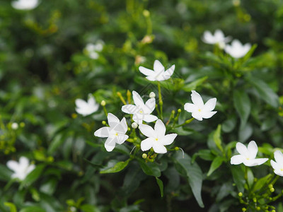 茜草科多年生植物小叶为圆形椭圆形尖叶图片