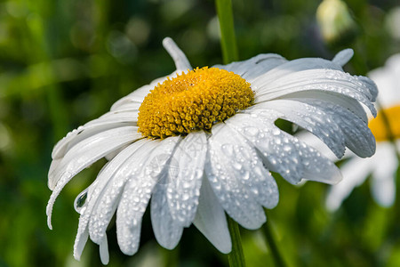 关闭与雨滴的白色雏菊花图片