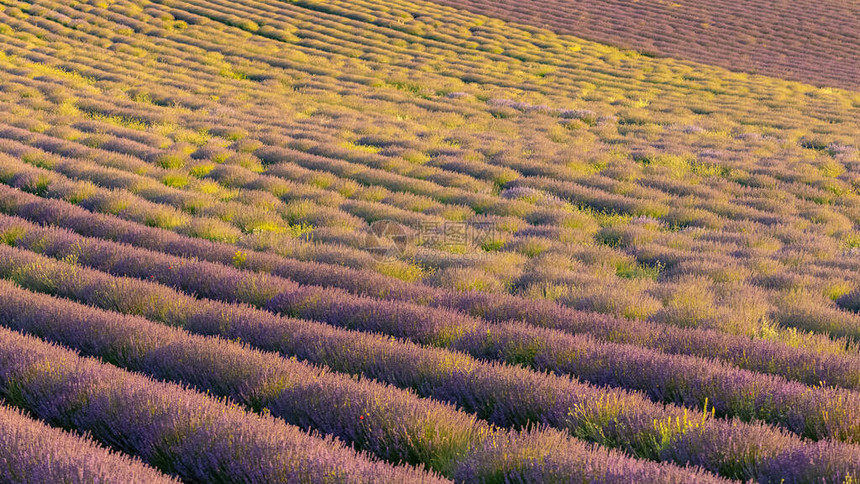 普罗旺斯的紫菜田背景图片