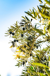 橄榄树的枝阳光穿透树叶图片