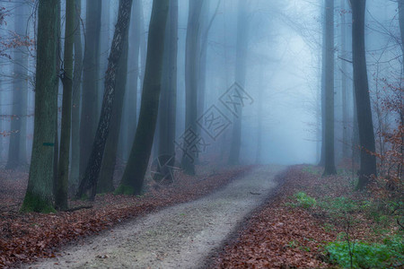 山毛榉林雾蒙的早晨图片