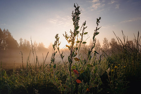 日出时的花草剪影背景是雾图片