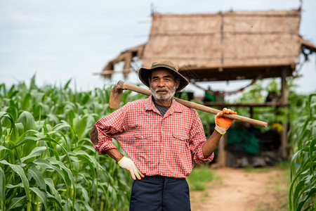 在玉米地里劳作的农民肖像图片
