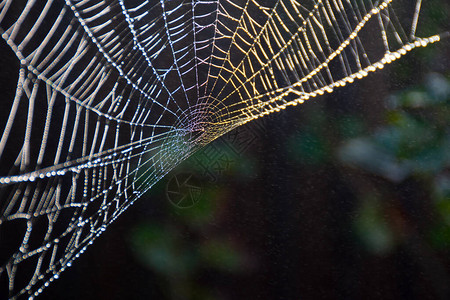 网是由蜘蛛编织的图片