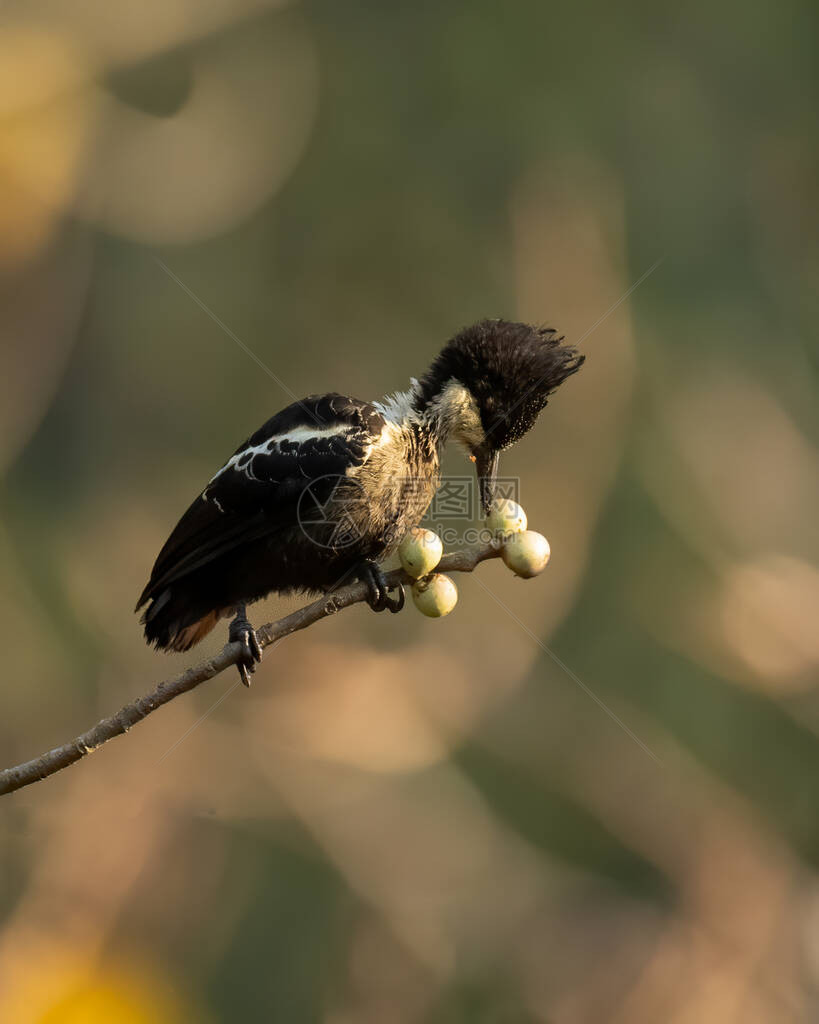 一个美丽的心脏点斑木鸟Hemicircus图片