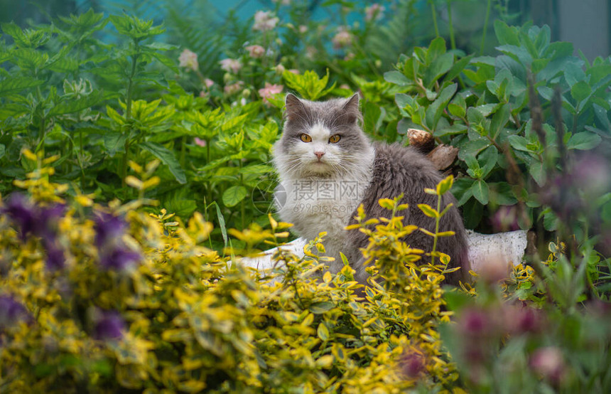 有吸引力的猫在花园外面放松春天花间欢快的猫秋季花园户外快图片