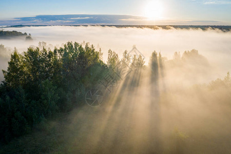 太阳的光线穿过树上的雾气图片