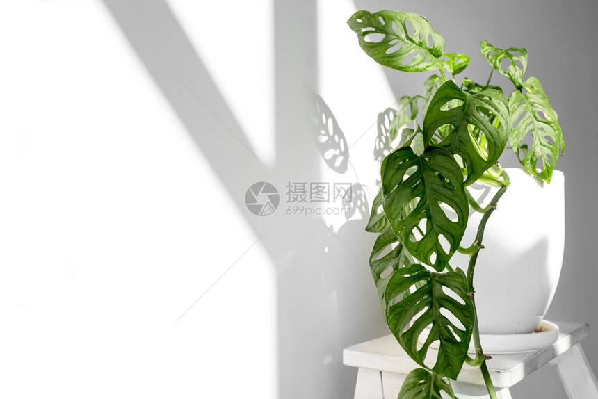 白色锅中美丽的植物龟背竹猴面具站在白色背景的白色基座上室内植物龟背竹斜在白色图片